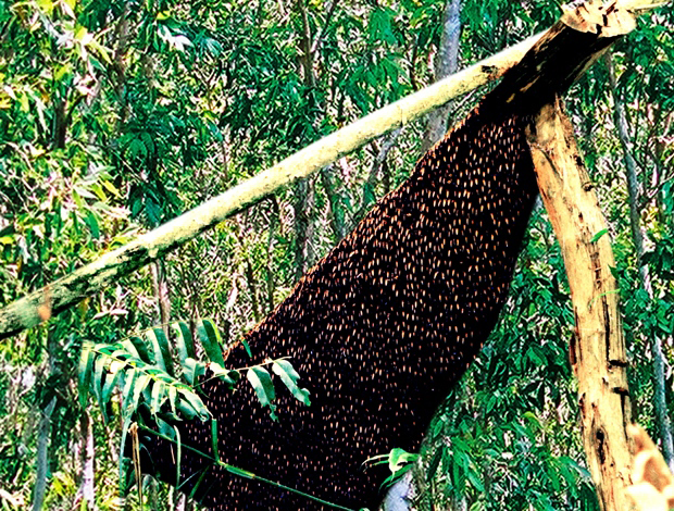 Image result for san mat ong rung u minh