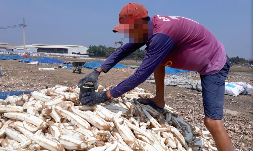 Xông lưu huỳnh khoai mì công khai giữa thanh thiên bạch nhật 
