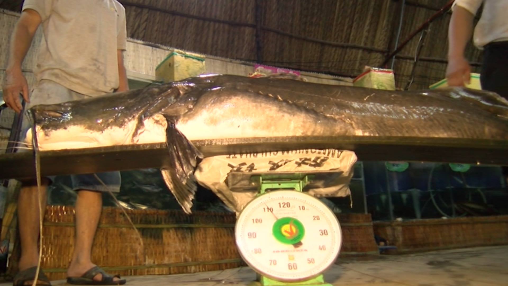 Cá lăng cực 'khủng' trên 100kg ở sông Tiền