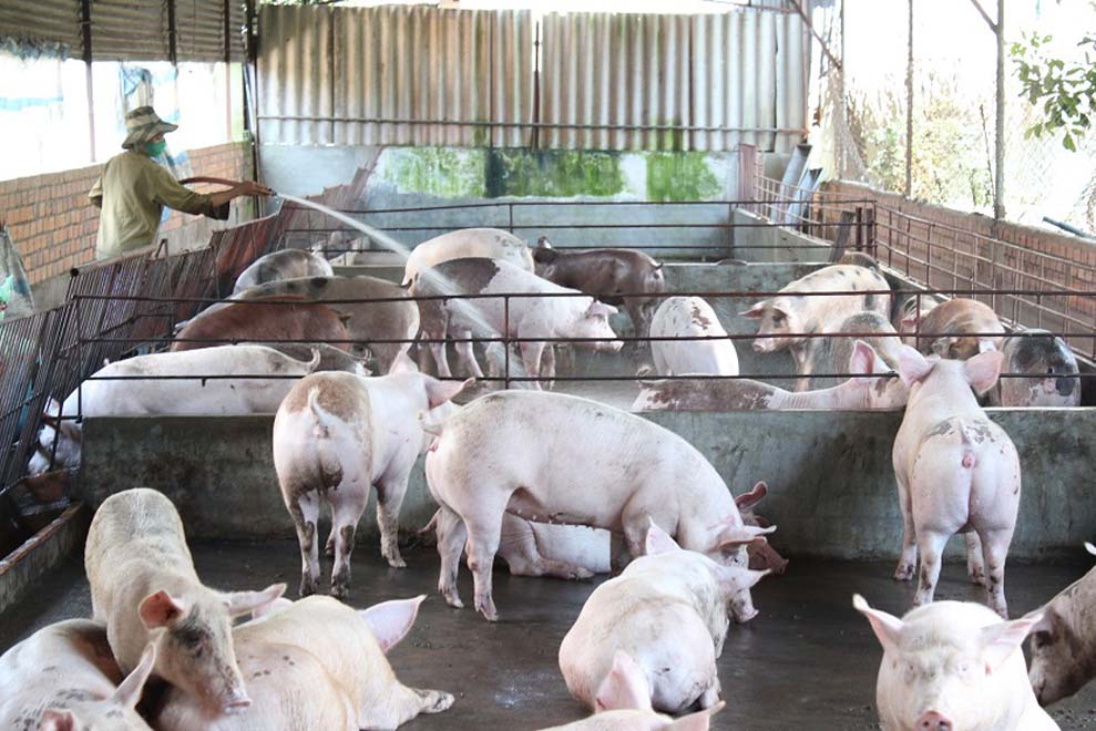 Người nuôi heo đang gặp khó /// Ảnh: Lê Lâm