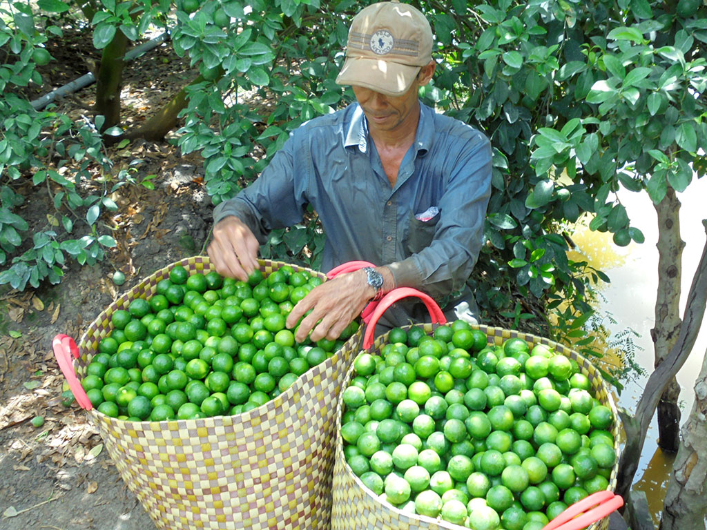 Nông dân Đồng Tháp thu hoạch chanh bán cho thương lái /// Ảnh: Đặng Ngọc