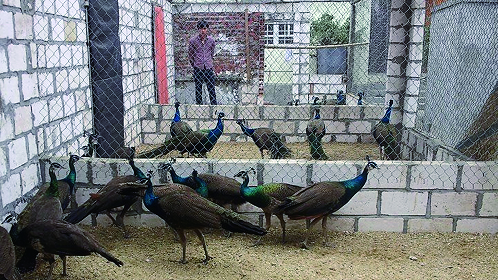 Trại nuôi chim công của anh Nguyễn Đình Quỳnh cho thu nhập khoảng 500 triệu đồng/năm /// ẢNH LÊ TÂN